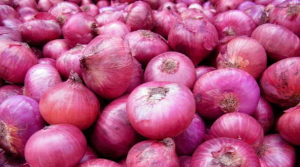 পেঁয়াজ আমদানি বন্ধ