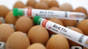 bird-flu-precautions