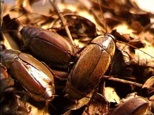 Cockroach milk: superfood of the future