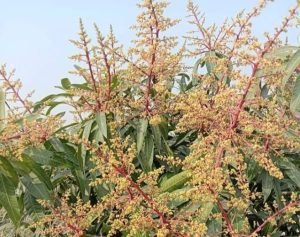 কুড়িগ্রামের ভুরুঙ্গামারীতে আম বাগানে গাছে গাছে আমের মুকুল (ছবি: জাকারিয়া হোসেন)