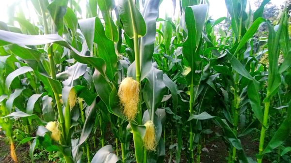 কুড়িগ্রামের ভুরুঙ্গামারিতে ভুট্টার বাম্পার ফলনের আশা করছেন কৃষকরা (ছবি: জাকারিয়া হোসেন), ভূরুঙ্গামারী,ভুট্টা চাষ ভূরুঙ্গামারী