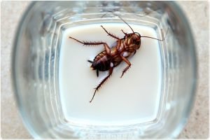 Cockroach milk: superfood of the future