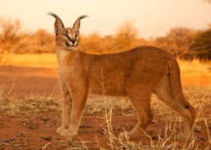 মিশরীয় বনবিড়াল লিংক্স