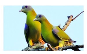 হরিয়াল অহংকারী পাখি,: হরিয়াল পাখি, Yellow Footed Green Pigeon, Phoenicoptera, ফলাহারী পাখি, বনজঙ্গলের পাখি, পায়রার মতো পাখি, সবুজাভ হলুদ রঙ, প্রজনন সমস্যা, বাসা বানানোর দক্ষতা, বন উজাড়, ফলবতী গাছ, অস্তিত্ব সংকট, পাখির ডাক, প্রকৃতি সংরক্ষণ, সচেতনতা