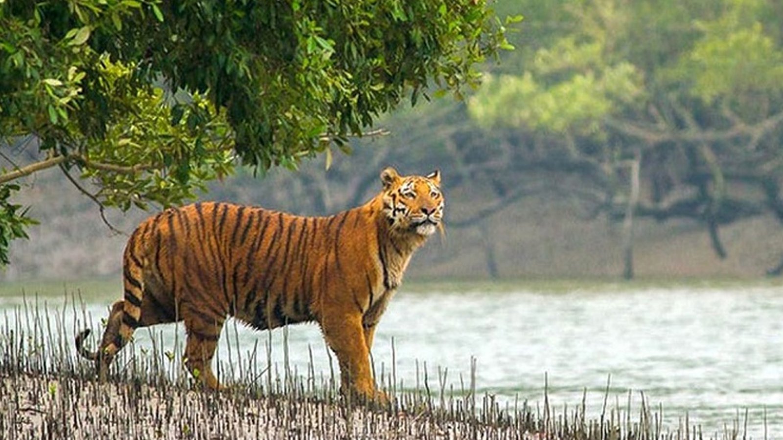 বিশ্ব বাঘ দিবসে সুখবর: সুন্দরবনে বেড়েছে রয়েল বেঙ্গল টাইগারের সংখ্যা -  দৈনিক সাবাস বাংলাদেশ