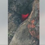 কড়ই গাছের ভেতরে জ্বলছে রহস্যময় আগুন: অলৌকিক কাণ্ড না জ্বিনের কারবার?