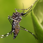 বছরজুড়ে ডেঙ্গুর হুমকি: টিকা আবিষ্কার হলেও কেন এখনো বাংলাদেশে ব্যবহার হচ্ছে না?