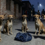 পশ্চিমবঙ্গে বেওয়ারিশ কুকুরের প্রহরায় বেঁচে গেল পরিত্যক্ত নবজাতক