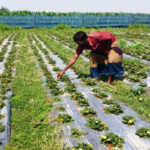 দেশি স্ট্রবেরি: দামের লোভে কৃষকেরা ঝুঁকছে, পচনশীলতার সমস্যা এখনো সমাধান হয়নি!