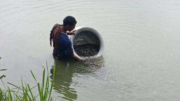 রাজবাড়ীর কৃষকের মিশ্র চাষে বাড়ছে আয়