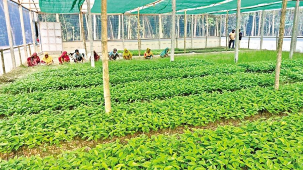 জলাবদ্ধ এলাকায় চারা উৎপাদন