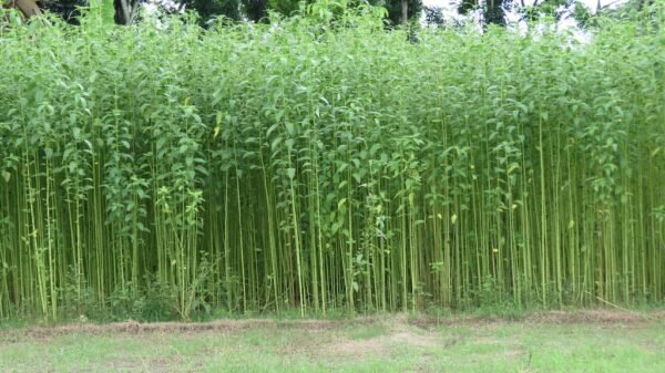 বাংলাদেশের একটি পাটক্ষেত