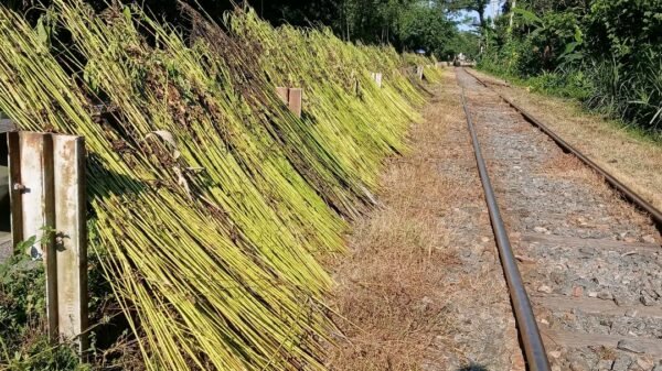 পাট জাগ দিতে পানির সংকটে কুড়িগ্রামের কৃষক